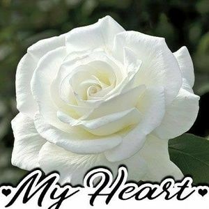 Meet your Posher, Carol